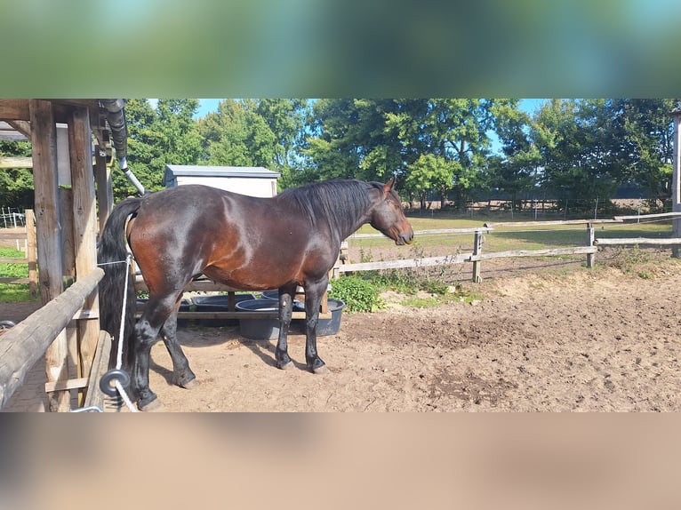 Pozostałe rasy Mix Klacz 4 lat 165 cm Gniada in Hasloh
