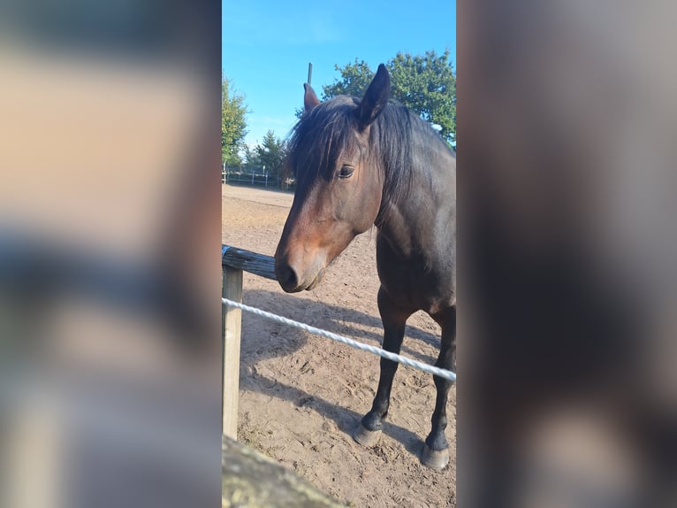 Pozostałe rasy Mix Klacz 4 lat 165 cm Gniada in Hasloh