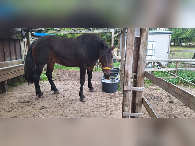 Pozostałe rasy Mix Klacz 4 lat 165 cm Gniada in Hasloh