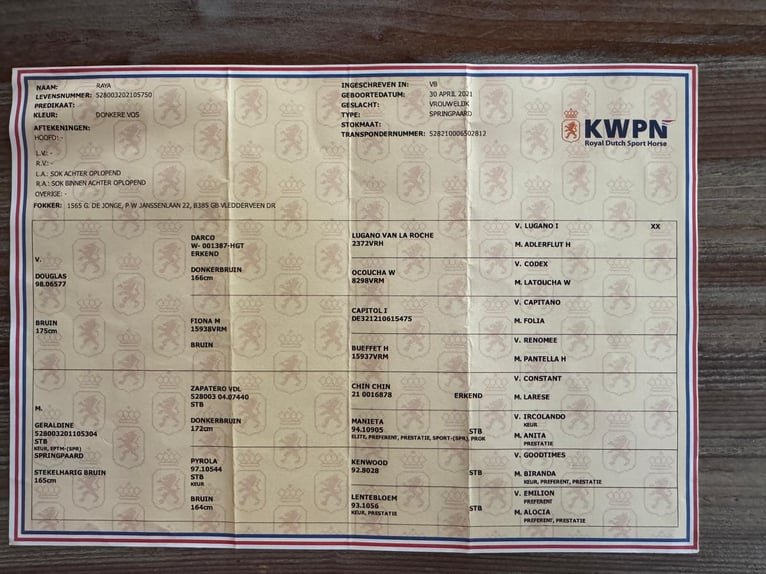 Pozostałe rasy Klacz 4 lat 167 cm Cisawa in Gijon