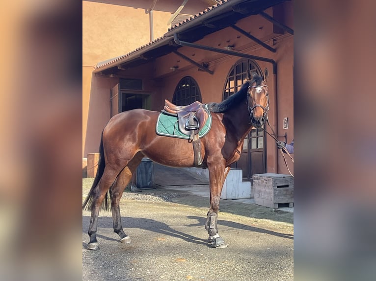 Pozostałe rasy Klacz 4 lat 168 cm Gniada in Torino