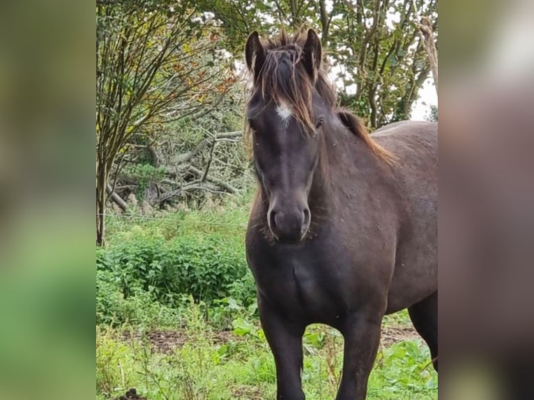 Pozostałe rasy Klacz 5 lat 140 cm Kara in Quéménéven