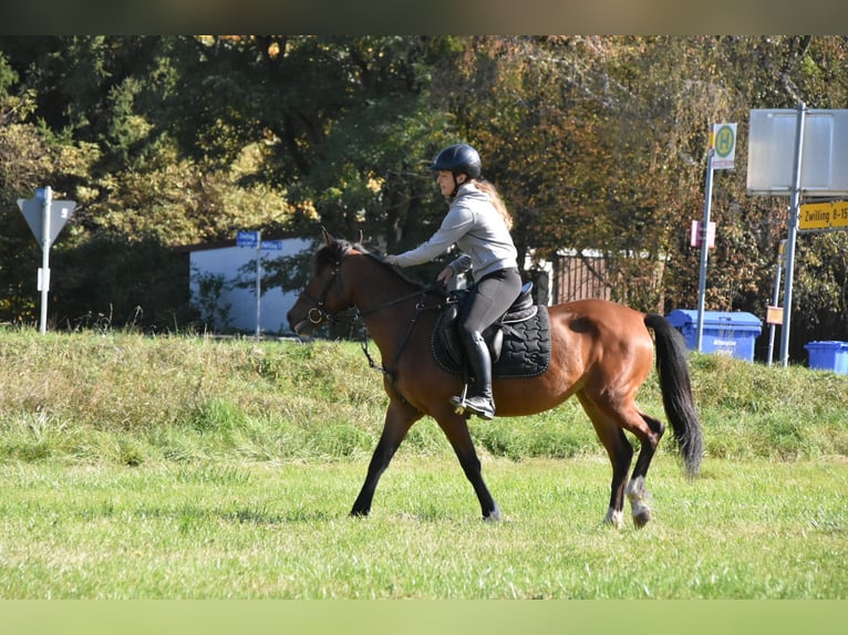 Pozostałe rasy Mix Klacz 5 lat 141 cm Gniada in Arnstorf