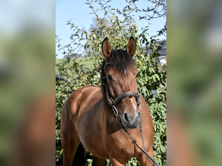 Pozostałe rasy Mix Klacz 5 lat 141 cm Gniada in Arnstorf