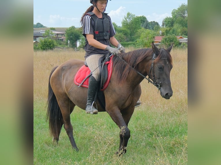 Pozostałe rasy Klacz 5 lat 147 cm Ciemnogniada in Buttstädt