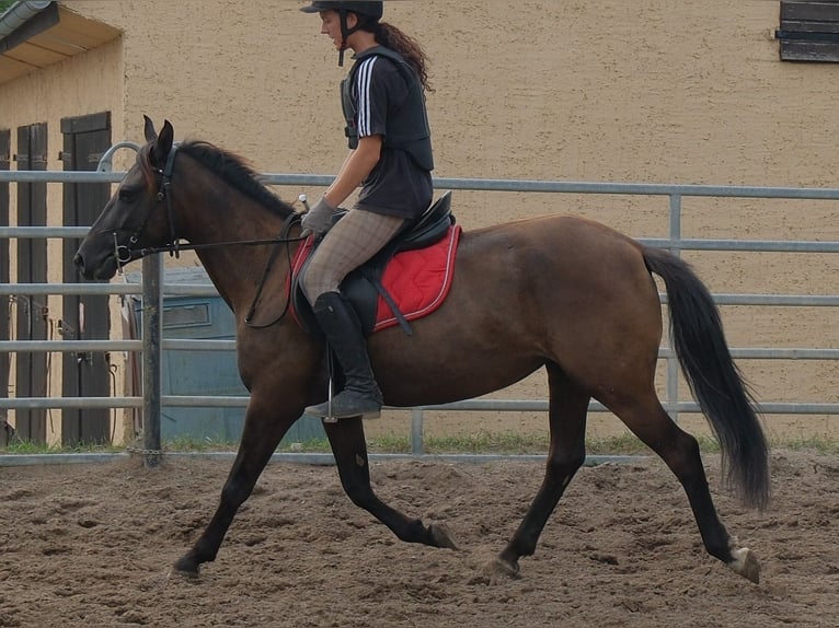 Pozostałe rasy Klacz 5 lat 147 cm Ciemnogniada in Buttstädt