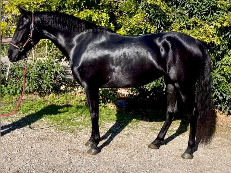Pozostałe rasy Klacz 5 lat 147 cm Kara in Coin