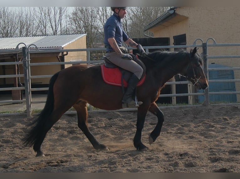 Pozostałe rasy Klacz 5 lat 148 cm Ciemnogniada in Rudersdorf