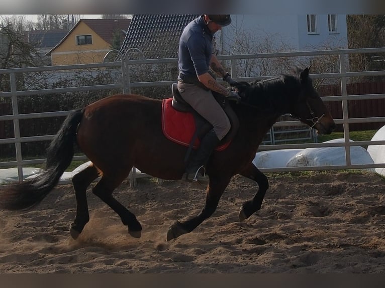 Pozostałe rasy Klacz 5 lat 148 cm Ciemnogniada in Rudersdorf