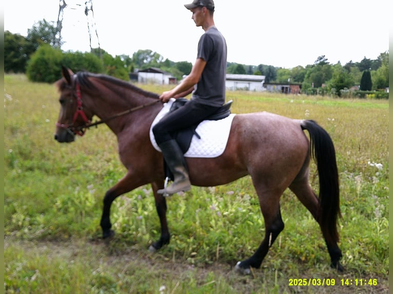 Pozostałe rasy Klacz 5 lat 149 cm Formy Brown Falb in Buttst&#xE4;dt