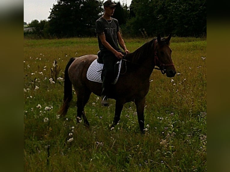 Pozostałe rasy Klacz 5 lat 149 cm Formy Brown Falb in Buttst&#xE4;dt