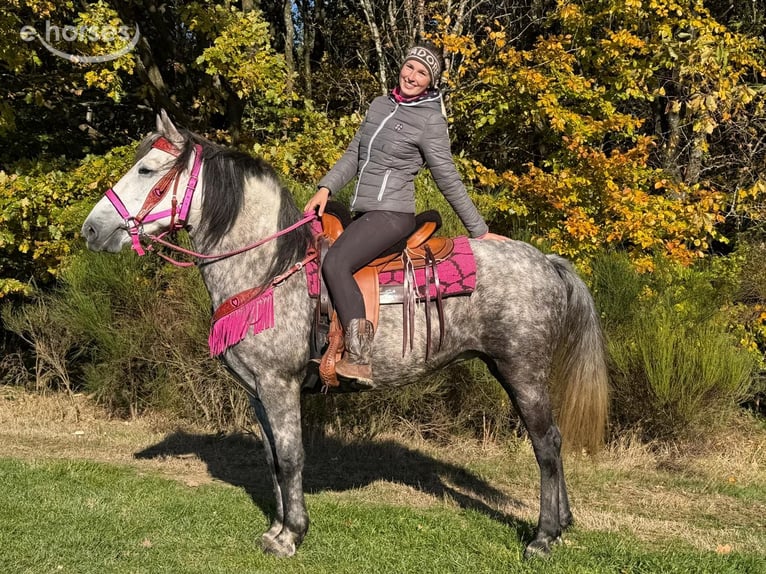 Pozostałe rasy Klacz 5 lat 150 cm Siwa jabłkowita in Linkenbach
