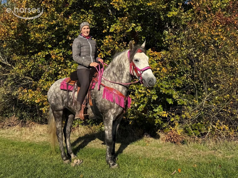 Pozostałe rasy Klacz 5 lat 150 cm Siwa jabłkowita in Linkenbach