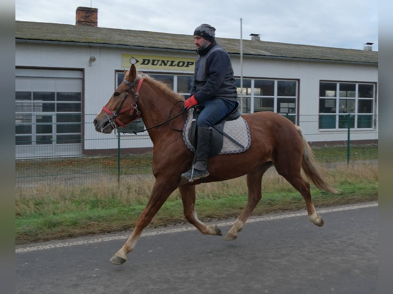 Pozostałe rasy Klacz 5 lat 152 cm Kasztanowata in Buttst&#xE4;dt