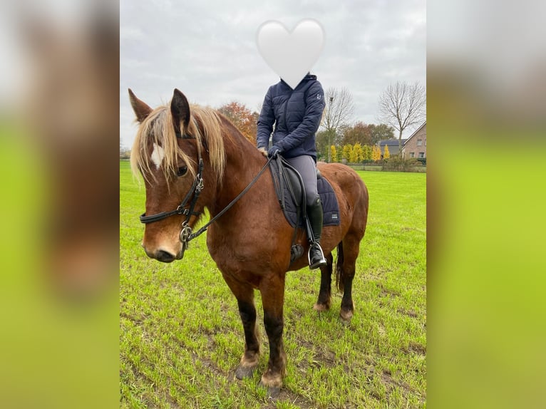 Pozostałe rasy Mix Klacz 5 lat 153 cm Kasztanowata in Meterik
