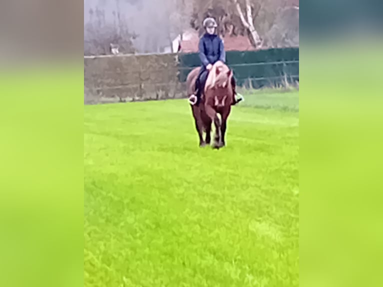 Pozostałe rasy Mix Klacz 5 lat 153 cm Kasztanowata in Meterik