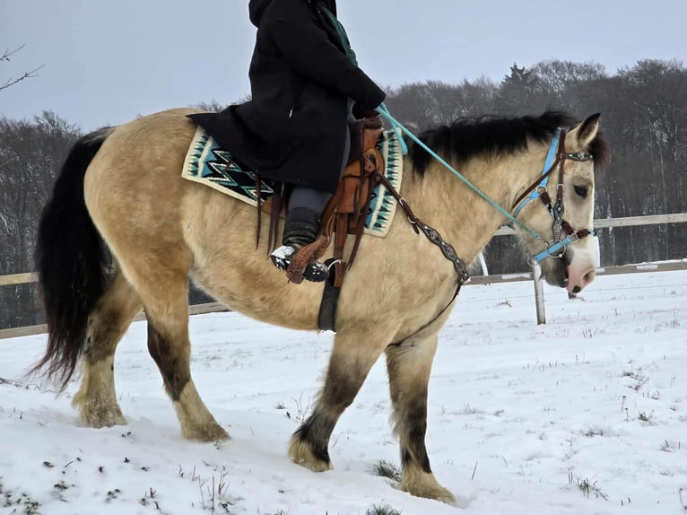 Pozostałe rasy Klacz 5 lat 154 cm Bułana in Linkenbach