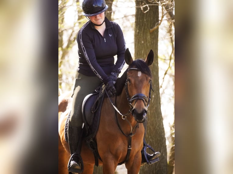 Pozostałe rasy Klacz 5 lat 155 cm Gniada in Nettersheim