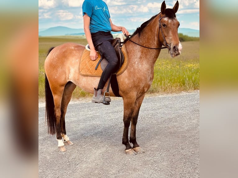 Pozostałe rasy Klacz 5 lat 156 cm Gniadodereszowata in Rheinbach