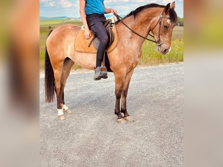 Pozostałe rasy Klacz 5 lat 156 cm Gniadodereszowata in Rheinbach