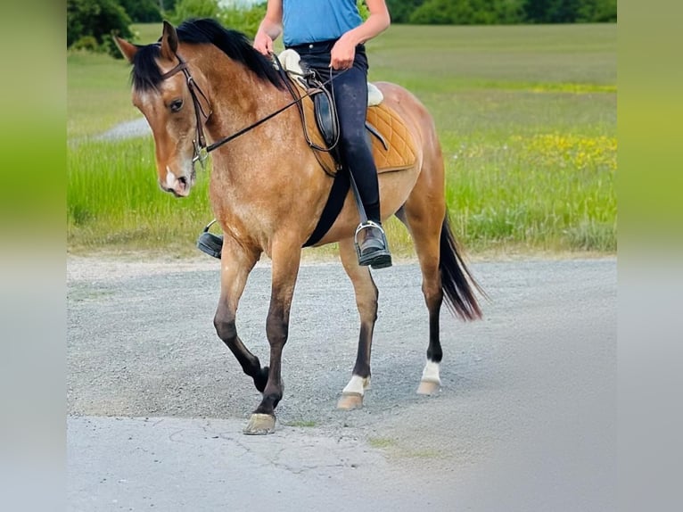 Pozostałe rasy Klacz 5 lat 156 cm Gniadodereszowata in Rheinbach