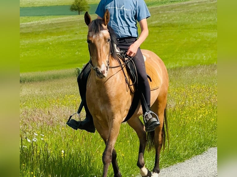 Pozostałe rasy Klacz 5 lat 156 cm Gniadodereszowata in Rheinbach