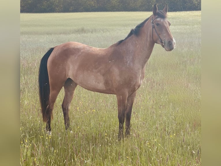 Pozostałe rasy Klacz 5 lat 156 cm Gniadodereszowata in Rheinbach