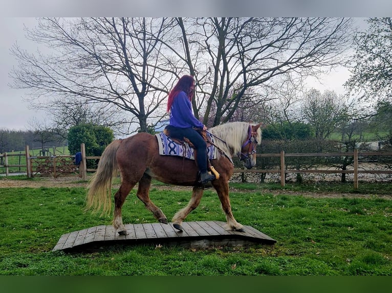Pozostałe rasy Klacz 5 lat 156 cm Kasztanowata in Linkenbach