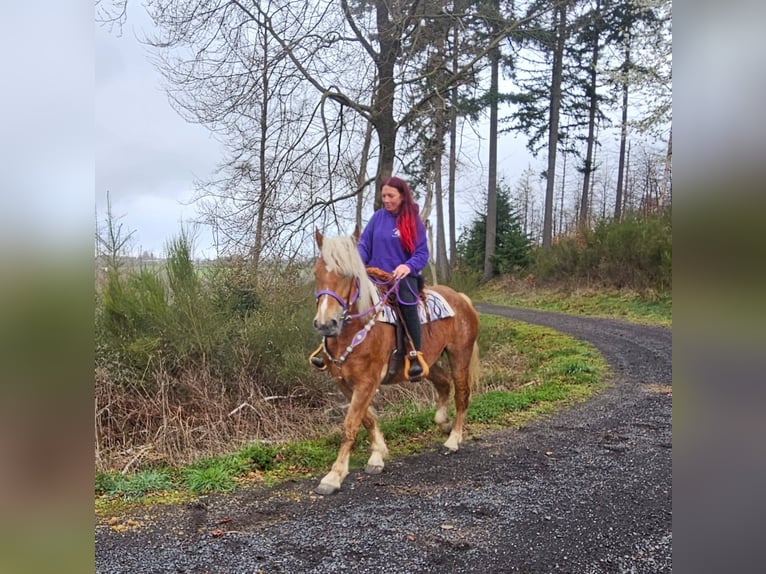 Pozostałe rasy Klacz 5 lat 156 cm Kasztanowata in Linkenbach