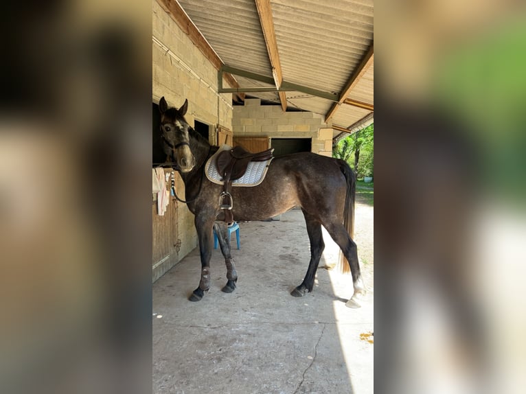 Pozostałe rasy Klacz 5 lat 160 cm Siwa in Etauliers