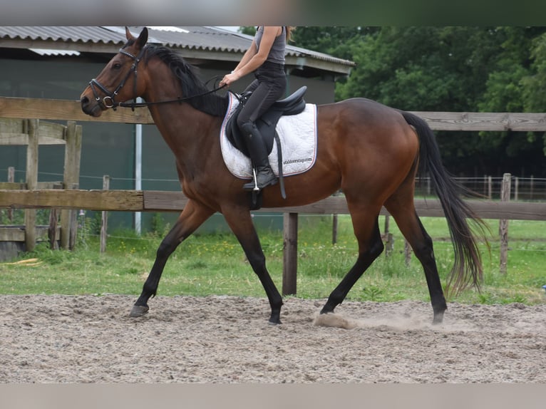 Pozostałe rasy Klacz 5 lat 163 cm Gniada in Achtmaal