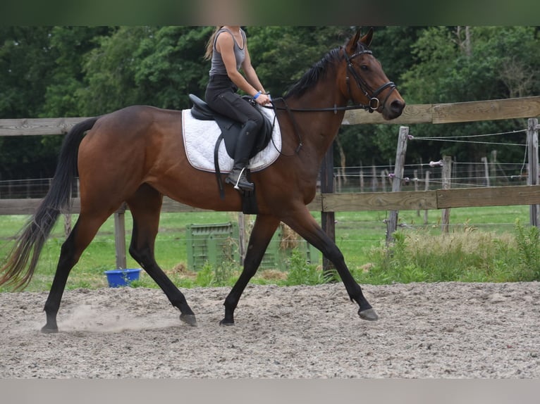 Pozostałe rasy Klacz 5 lat 163 cm Gniada in Achtmaal