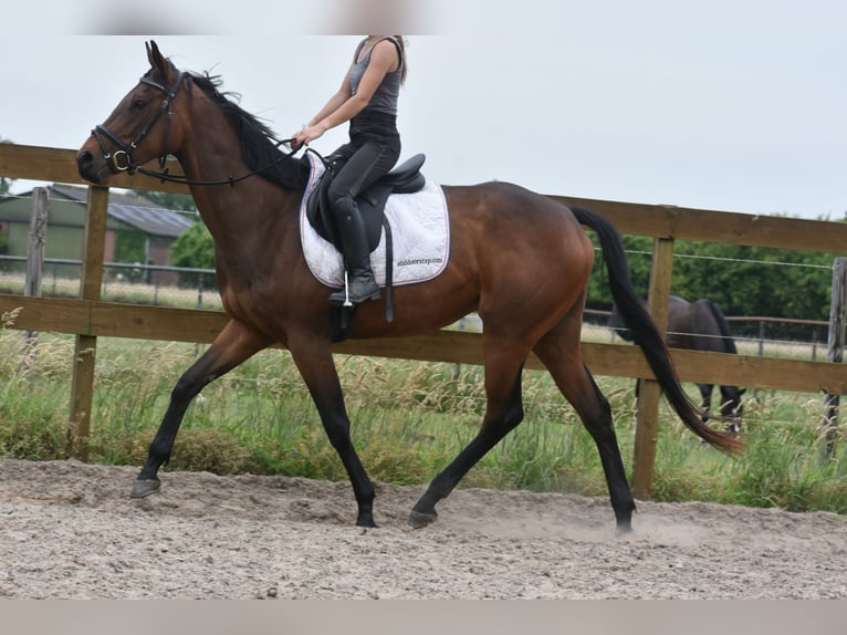 Pozostałe rasy Klacz 5 lat 163 cm Gniada in Achtmaal
