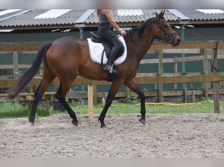 Pozostałe rasy Klacz 5 lat 163 cm Gniada in Achtmaal