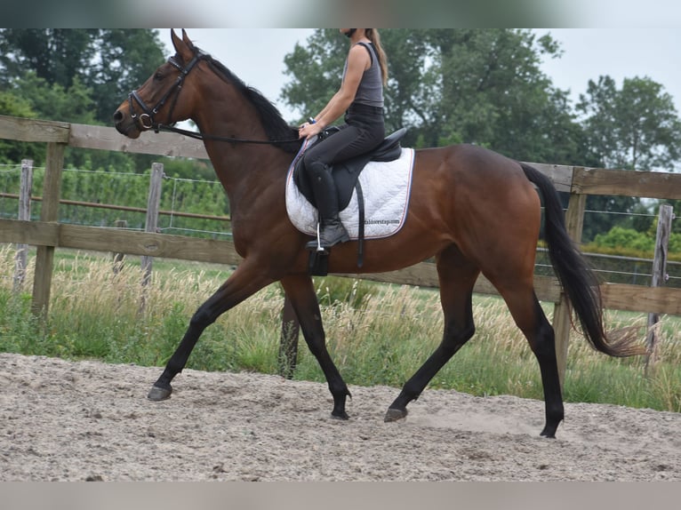 Pozostałe rasy Klacz 5 lat 163 cm Gniada in Achtmaal