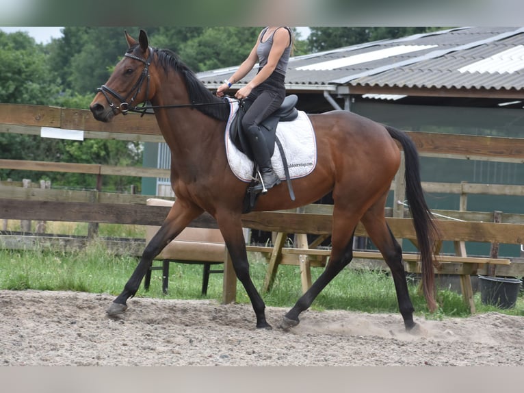 Pozostałe rasy Klacz 5 lat 163 cm Gniada in Achtmaal