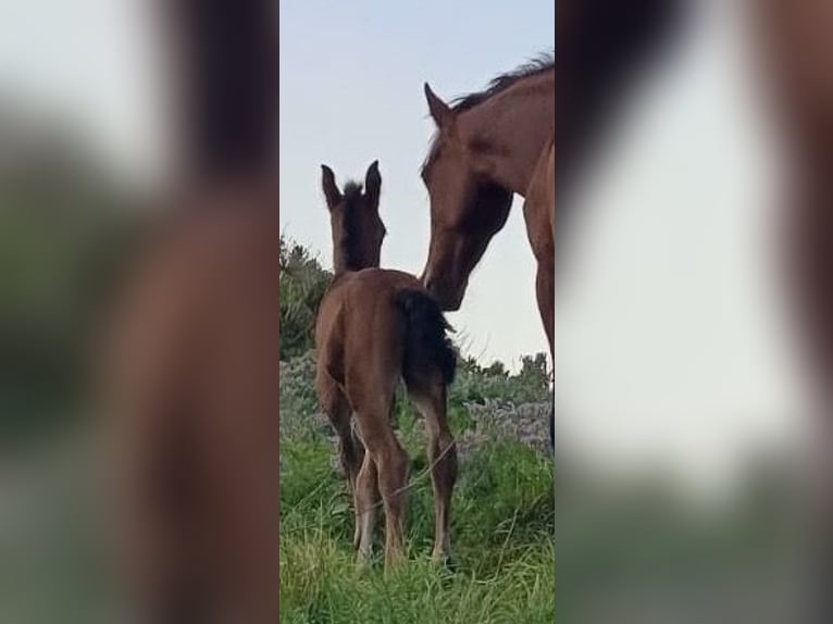 Pozostałe rasy Klacz 5 lat 164 cm Jasnogniada in Algeciras