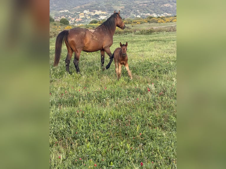Pozostałe rasy Klacz 5 lat 164 cm Jasnogniada in Algeciras