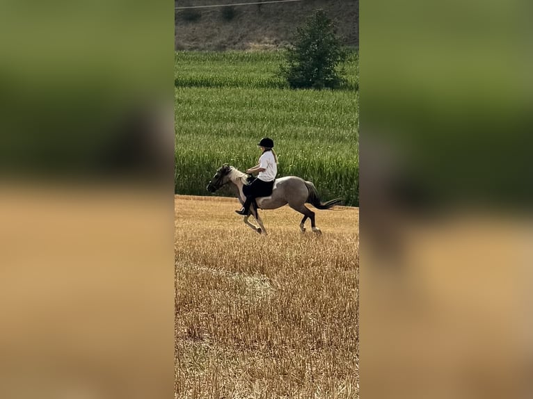Pozostałe rasy Mix Klacz 6 lat 125 cm Srokata in AalenAalen