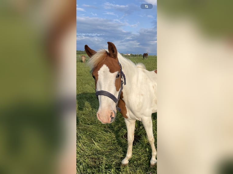 Pozostałe rasy Klacz 6 lat 135 cm Srokata in Selbitz