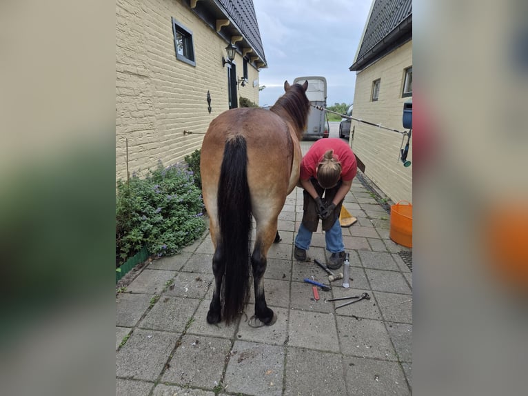 Pozostałe rasy Klacz 6 lat 137 cm Gniada in Tolkamer
