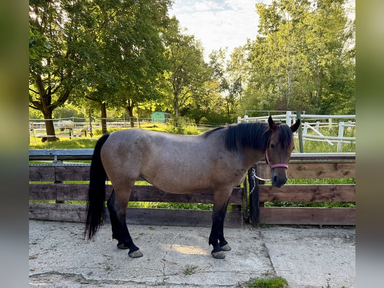 Pozostałe rasy Mix Klacz 6 lat 151 cm Bułana in Worms