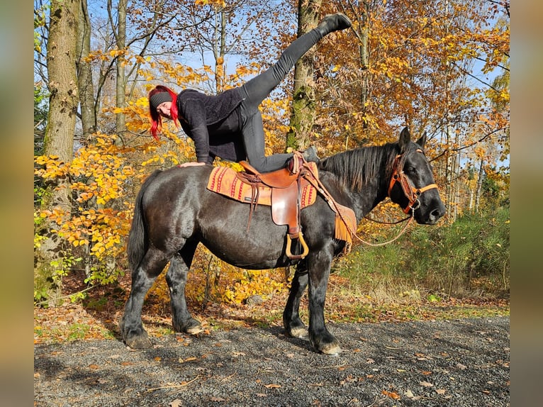 Pozostałe rasy Klacz 6 lat 152 cm Kara in Linkenbach
