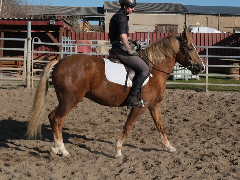 Pozostałe rasy Klacz 6 lat 154 cm Kasztanowata in Buttstädt