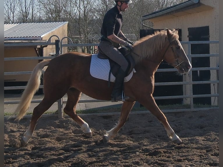 Pozostałe rasy Klacz 6 lat 154 cm Kasztanowata in Buttstädt