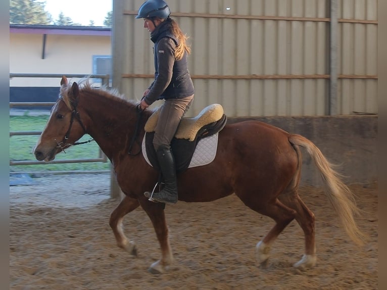 Pozostałe rasy Klacz 6 lat 154 cm Kasztanowata in Rudersdorf