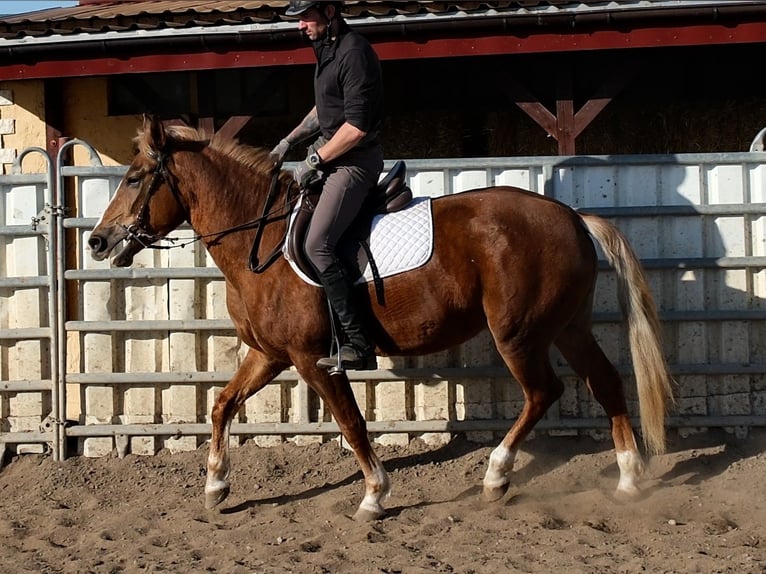 Pozostałe rasy Klacz 6 lat 154 cm Kasztanowata in Buttstädt