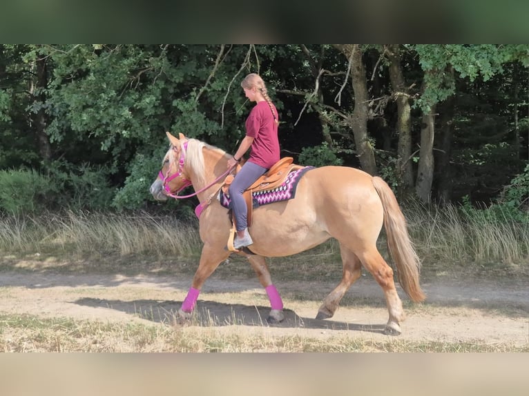 Pozostałe rasy Klacz 6 lat 155 cm Gniada in Linkenbach