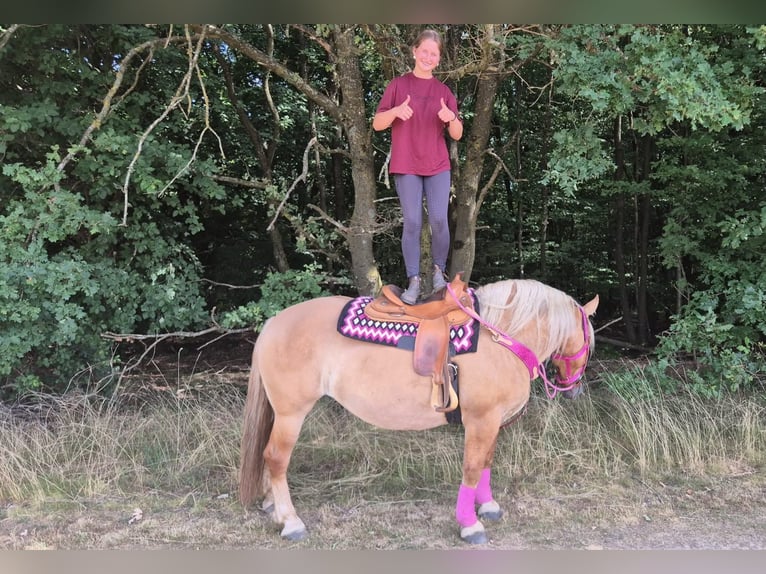 Pozostałe rasy Klacz 6 lat 155 cm Gniada in Linkenbach