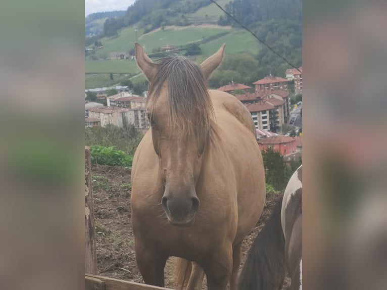 Pozostałe rasy Klacz 6 lat 155 cm Izabelowata in Zaldibar
